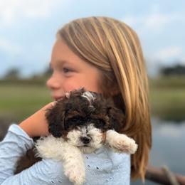 Cedar - Tri-color male Cavapoo puppy in Somerset, Kentucky from Hilltop Doodles KY LLC