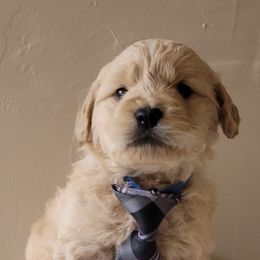 Goldendoodle and Golden Retriever Puppies from Servant Kennel