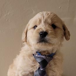 Goldendoodle and Golden Retriever Puppies from Servant Kennel