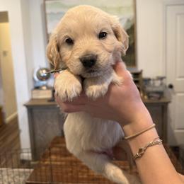 Male puppy pick 6 - Light golden male Golden Retriever puppy in Colville, Washington from Columbia Ridge Goldens