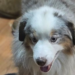 Miniature American Shepherds from Flatrock's Mini American Shepherd's