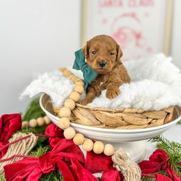 Teddy 9-12lbs - Red  male Goldendoodle puppy in Cedar City, Utah from Cedar Doodles- Home of the Teddybear Goldendoodle