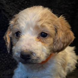 Female, Orange Collar - Parti female Goldendoodle puppy in Wichita, Kansas from Goldendoodles of Oz