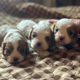 Boy1 - Blenheim male Cavalier King Charles Spaniel puppy in Graysville, Tennessee from Country Goldens and Mountain Top Cavaliers