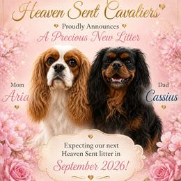 Cavalier King Charles Spaniel puppies from Heaven Sent Cavaliers