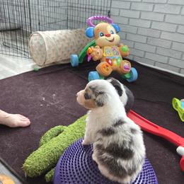 Australian Shepherd and Chow Chow Puppies from Calypso Chow Chows and Australian Shepherds