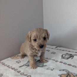 Boy 3 - Apricot male Maltipoo puppy in Fife, Washington from Joyful Pups