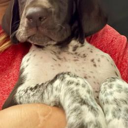 Boy 1 - Liver and white male German Shorthaired Pointer puppy in Aitkin, Minnesota from Whispering’s GunDogs