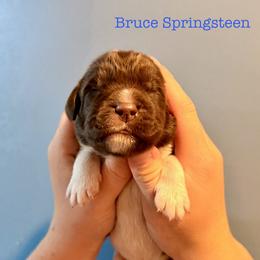 Bruce Springsteen - White and brown male Newfoundland puppy in Tully, New York from Bear Paw Newfoundlands