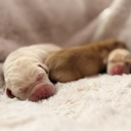 Labrador Retriever Puppies from Knotty Creek Labradors