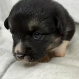 Winnie - Black and tan female American Corgi puppy in Grants Pass, Oregon from KnR Antler Dogs