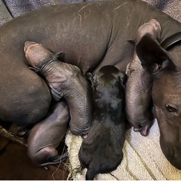 Girl 2 - female Xoloitzcuintli puppy in West Jordan, Utah from Majestic Nakids