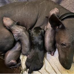 Girl 2 - female Xoloitzcuintli puppy in West Jordan, Utah from Majestic Nakids