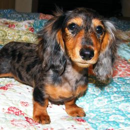 Dachshund Puppies from Dandydox Dachshunds