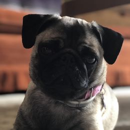 Quinn - Pug