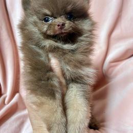 Lindt - 2,750.00 - Chocolate and tan female Pomeranian puppy in Williamsburg, Kentucky from Whispering Pine Dachshunds & Pomeranians