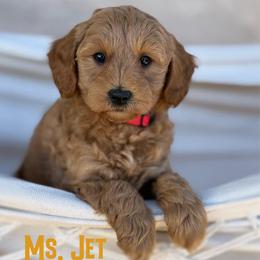 Ms. Jet - Red  female Goldendoodle puppy in Sacramento, California from Dandy Doodles Goldendoodles