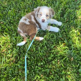 Australian Shepherd Puppies from Oliver Ohana Aussies