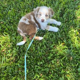 Australian Shepherd Puppies from Oliver Ohana Aussies