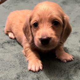 E.T. - Cream male Dachshund puppy in Arp, Texas from Barksalot Dachshunds