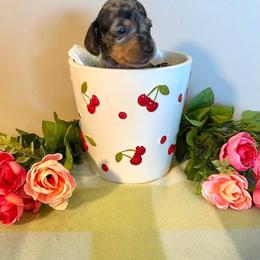 Male 1 - Dapple male Dachshund puppy in Huggins, Missouri from RJ's Miniature Dachshunds