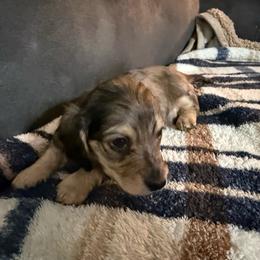 Benny - Black and cream male Dachshund puppy in Ranburne, Alabama from Camdox