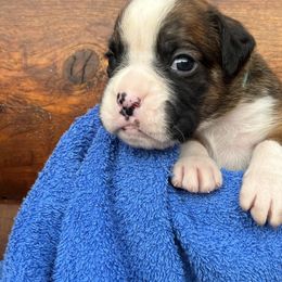 Boxer Puppies from Upstream Kennels