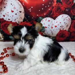 Boy 1.   3300 - Black tan and white male Biewer Terrier puppy in Nicholls, Georgia from Southeast Biewers