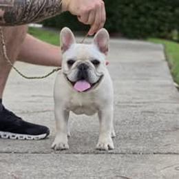 French Bulldog Puppies from Reds Frenchies