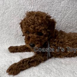Poodle Puppies from Coasta J’s Toy Poodles