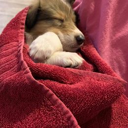 Collie Puppies from Kindred Spirit Collies