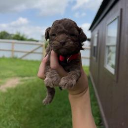 Tyson (brown sable) - Sable male Poodle puppy in Nashville, Arkansas from Cuddles n Curls