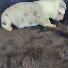 Girl 3 - Brindle and white female Cardigan Welsh Corgi puppy in Huntington Beach, California from Lucky Puppies