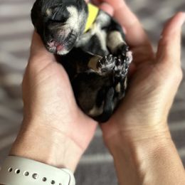 Miniature Schnauzer Puppies from Adrienne Exum
