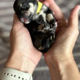Miniature Schnauzer Puppies from Adrienne Exum