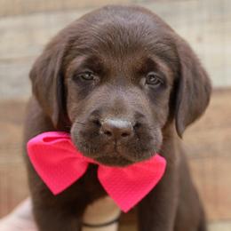 Terk - Chocolate female Labrador Retriever puppy in Ocala, Florida from Moon river Labradors
