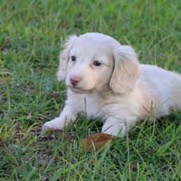 Chocolate based ee cream - Cream male Dachshund puppy in Saucier, Mississippi from Destiny's Dachshunds