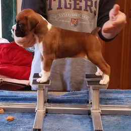 Boxer Puppies from CinniBon Boxers (Kennel)