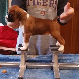 Boxer Puppies from CinniBon Boxers (Kennel)