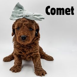 Comet - Red  female Goldendoodle puppy in Eagle Mountian, Utah from The Puppy Family