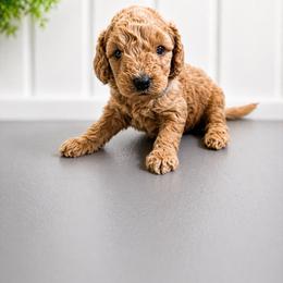 Lainey Wilson - Red  female Goldendoodle puppy in Norris, Tennessee from Young Farms