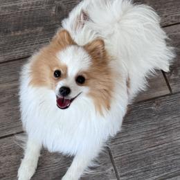 Milo - Pomeranian