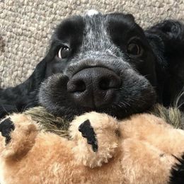 English Cocker Spaniels from StoneRose Kennels