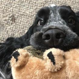 English Cocker Spaniels from StoneRose Kennels