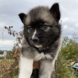 Pomsky Puppies from JsPomskies