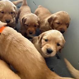 Girl 3 - Golden female Golden Retriever puppy in Kentucky from Greenridge Kennels
