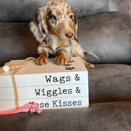 Stella - Dapple female Dachshund puppy in Stuart, Iowa from Johnson Family Paws