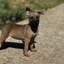 Rose - female Dutch Shepherd puppy in Clarksville, Tennessee from Vuurhart Herders