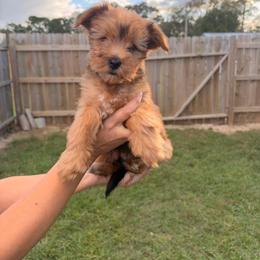 Milo - Sable male Yorkshire Terrier puppy in Beulaville, North Carolina from Sunset Ranch