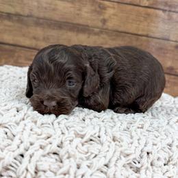 Chai - Brown male Cockapoo puppy in Beresford, South Dakota from DAKOTA DOOD RANCH